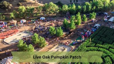 Live Oak Pumpkin Patch