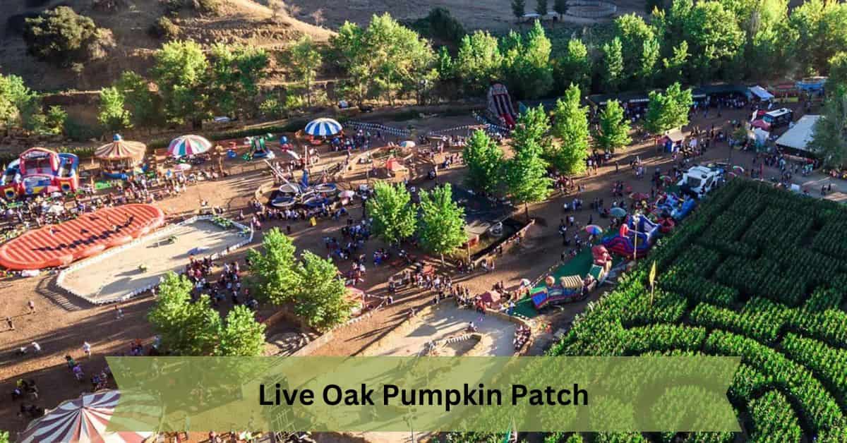 Live Oak Pumpkin Patch