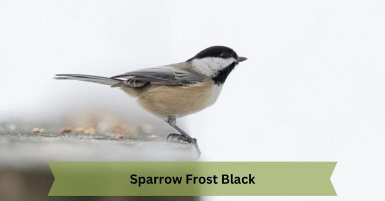 Sparrow Frost Black
