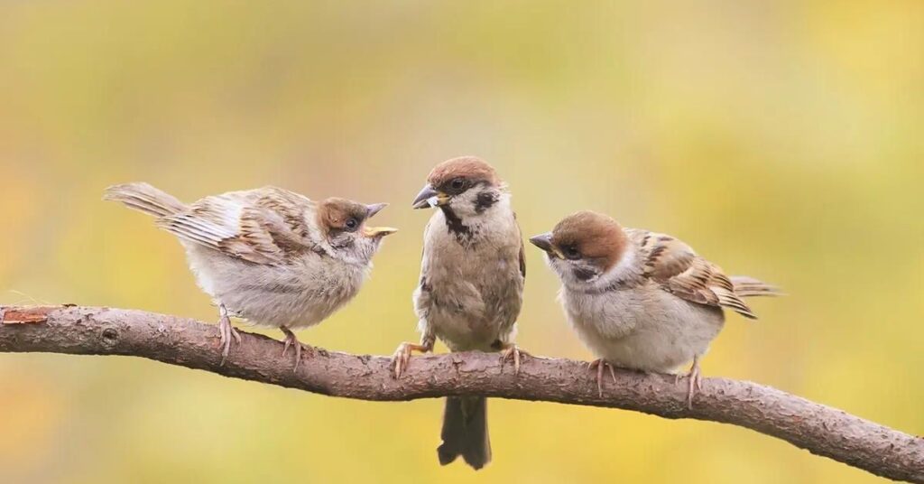 What Does The Color Black Symbolize In Sparrows?