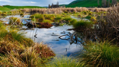 Quality Wetland Habitats Support Wildlife and People