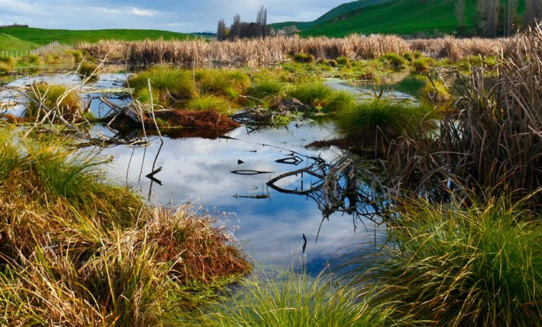 Quality Wetland Habitats Support Wildlife and People