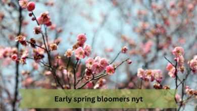 Early spring bloomers nyt