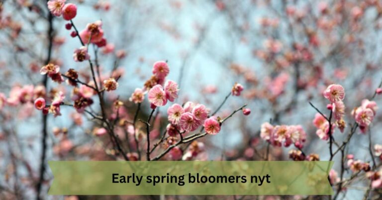 Early spring bloomers nyt