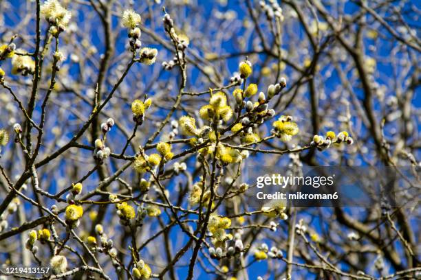 How to Solve Early Spring Bloomers Nyt in Crosswords Use Wordplay