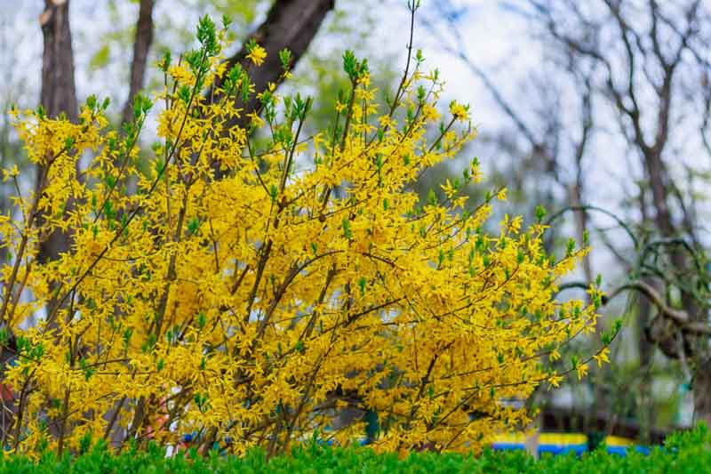 Why Do Early Spring Bloomers Matter in Crossword Puzzles