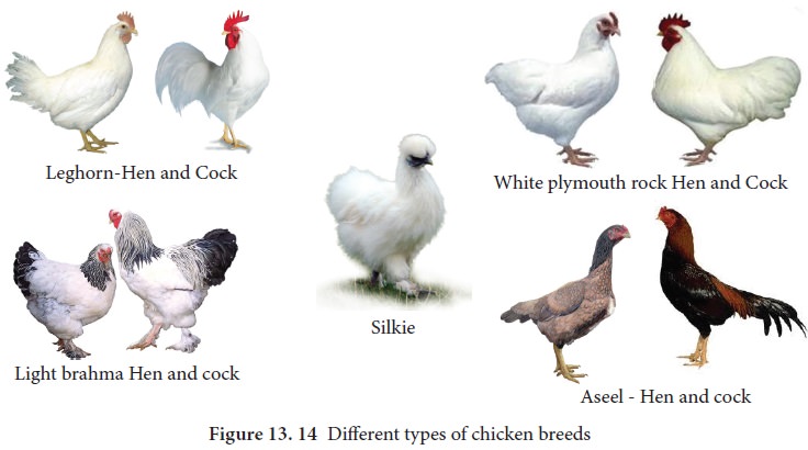 Is live = chicken applicable to other types of animals? 