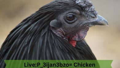 Live:P_3ijan3bzo= Chicken