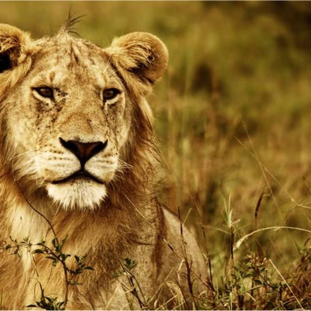 What are some popular names that mean lioness?