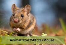 animal:yzozt5bfcfa= mouse