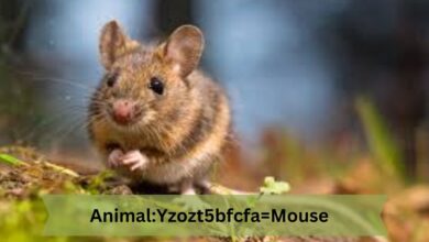 animal:yzozt5bfcfa= mouse