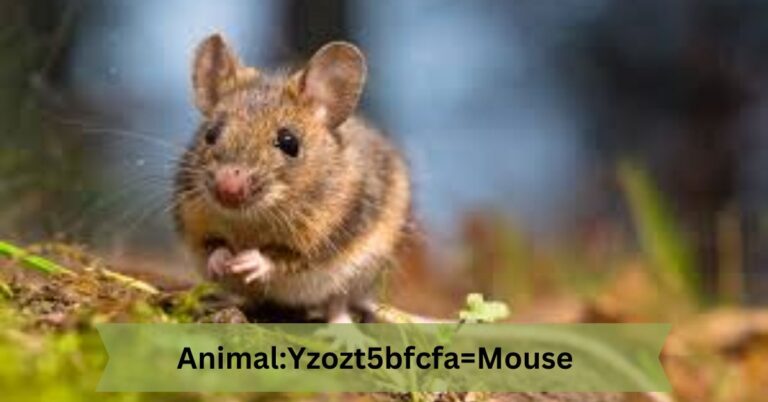 animal:yzozt5bfcfa= mouse
