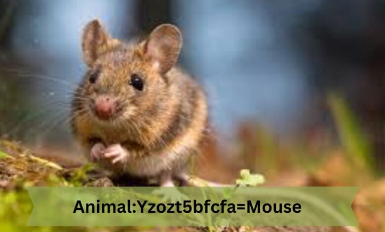 animal:yzozt5bfcfa= mouse