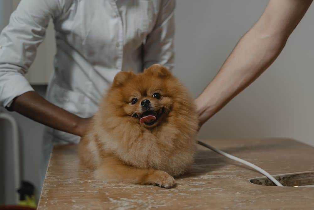 Caring for a tiny:vspf48zfklu= pomeranian