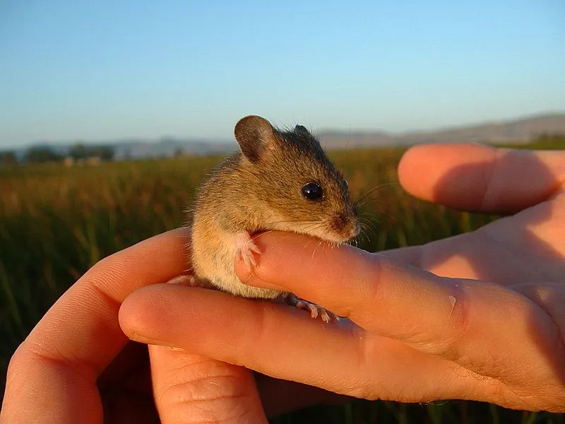 Impact Of The animal:yzozt5bfcfa= mouse On Agriculture And Human Environments: