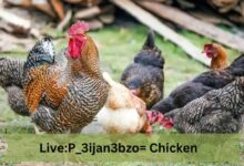 Live:P_3ijan3bzo= Chicken