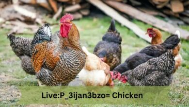 Live:P_3ijan3bzo= Chicken