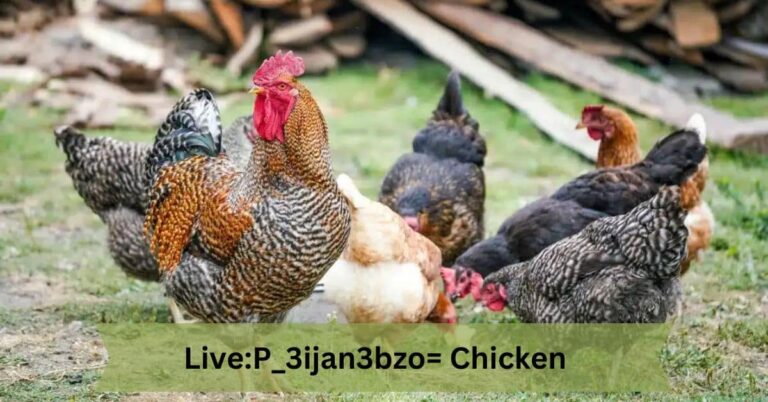Live:P_3ijan3bzo= Chicken