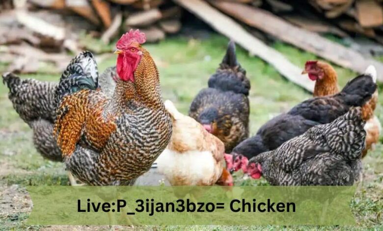 Live:P_3ijan3bzo= Chicken