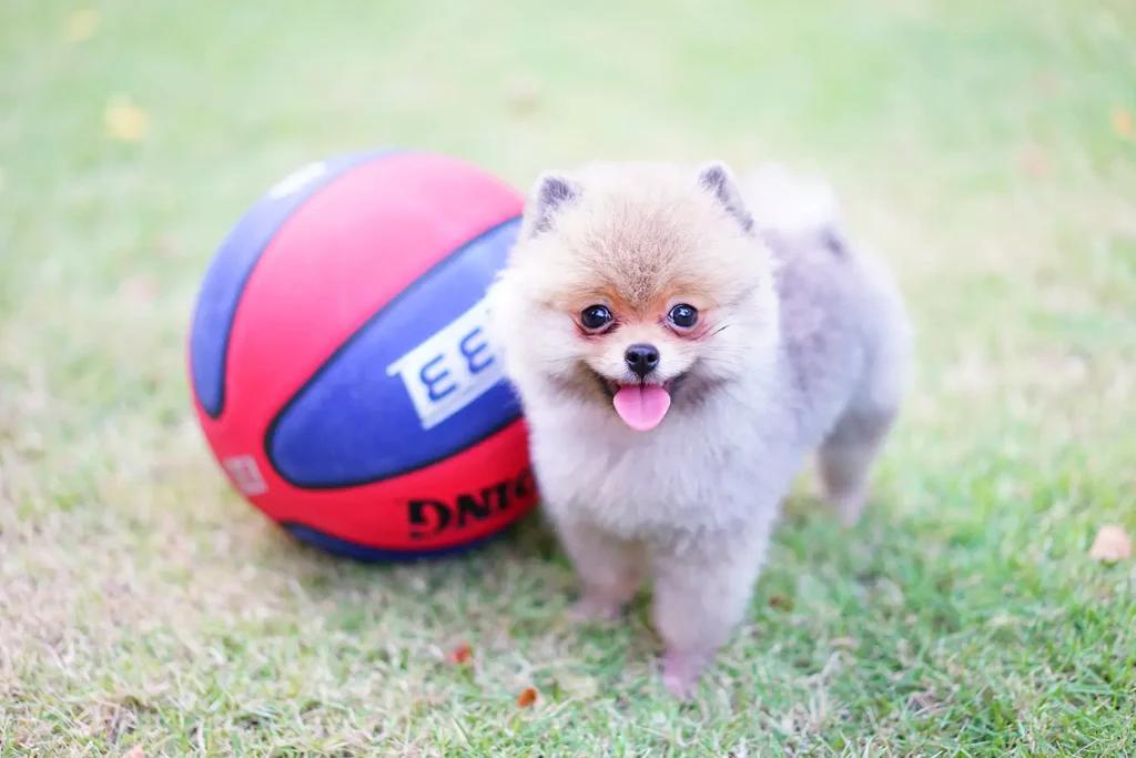 Origins and History of the Pomeranian