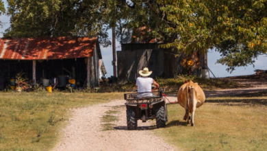 Effective Strategies for Successful Ranch Living: Tips and Techniques