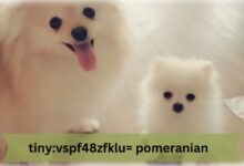 tiny:vspf48zfklu= pomeranian