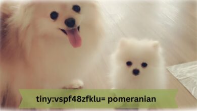 tiny:vspf48zfklu= pomeranian