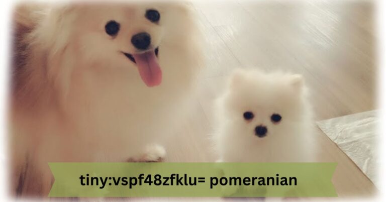 tiny:vspf48zfklu= pomeranian