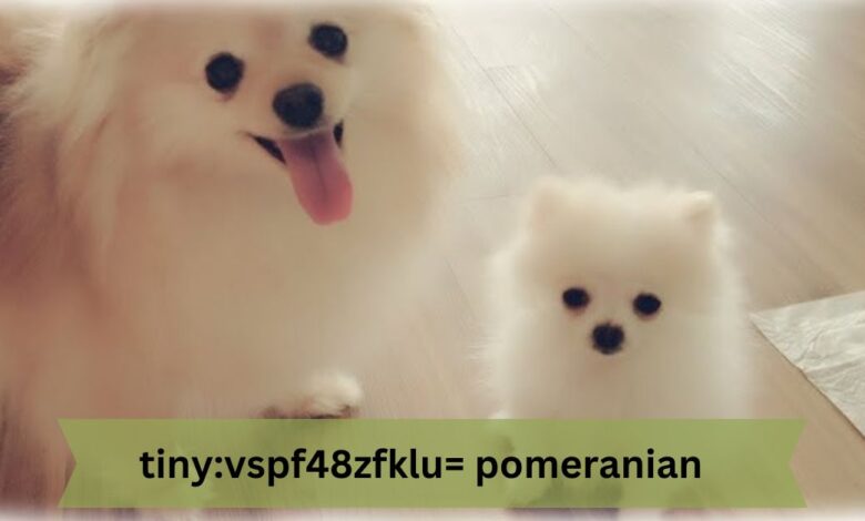 tiny:vspf48zfklu= pomeranian